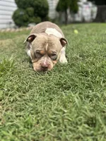 Female 1, a female American Bully for sale in Newark, DE – 8 of 9