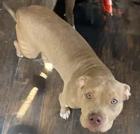 Rubi , a female American Bully and American Pit Bull Terrier for sale in Newark, DE – 1 of 2