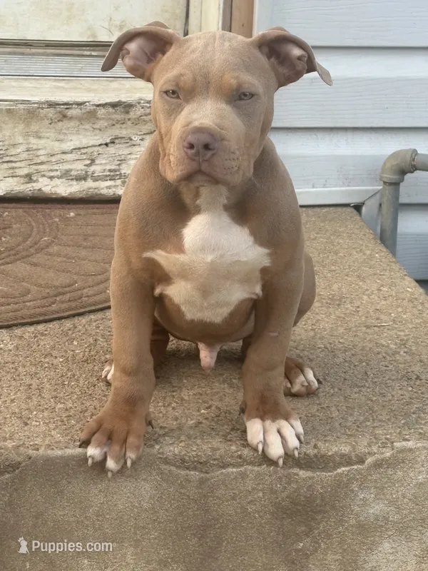 Casino – American Bully puppy for sale in Newark, DE