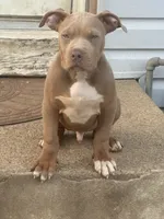 Casino, a male American Bully for sale in Newark, DE – 1 of 3