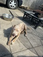 Duece , a male American Bully and American Pit Bull Terrier for sale in Newark, DE – 1 of 1