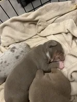 Female 2, a female American Bully for sale in Newark, DE – 2 of 7