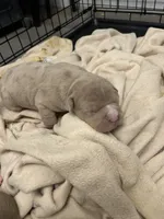 Female 1, a female American Bully for sale in Newark, DE – 4 of 9