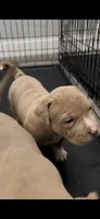 Female 1, a female American Bully for sale in Newark, DE – 3 of 9