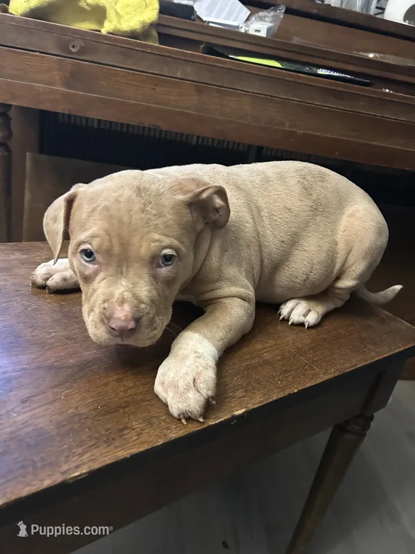 Honey Bee – American Bully puppy for sale in Newark, DE