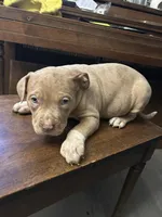 Honey, a female American Bully for sale in Newark, DE – 4 of 5