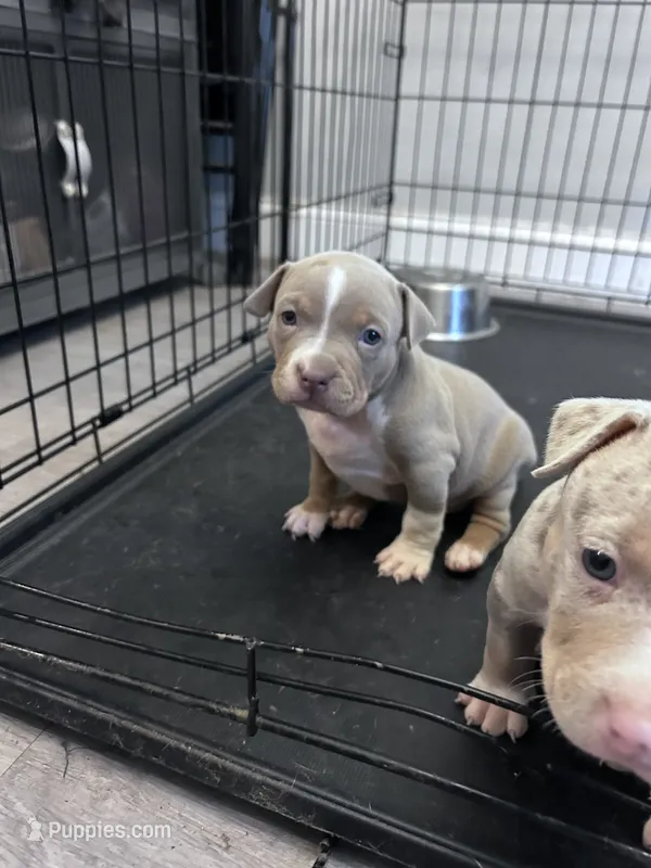 Female 2 – American Bully puppy for sale in Newark, DE