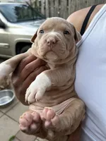 Female 1, a female American Bully for sale in Newark, DE – 1 of 9