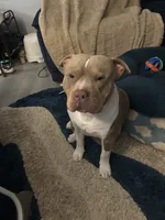 Female 1, a female American Bully for sale in Newark, DE – 7 of 9