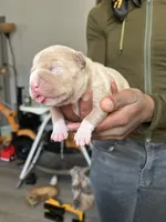 Honey, a female American Bully for sale in Newark, DE – 5 of 5