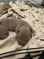 Male 1, a male American Bully for sale in Newark, DE – 4 of 7