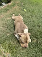 Male 1, a male American Bully for sale in Newark, DE – 7 of 7
