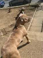 Female 2, a female American Bully for sale in Newark, DE – 4 of 7