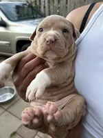 Honey, a female American Bully for sale in Newark, DE – 1 of 5