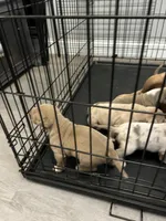 Male 1, a male American Bully for sale in Newark, DE – 3 of 7