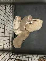 Female 2, a female American Bully for sale in Newark, DE – 3 of 7