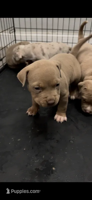 Male 1 – American Bully puppy for sale in Newark, DE