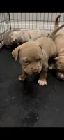 Male 1, a male American Bully for sale in Newark, DE – 1 of 7