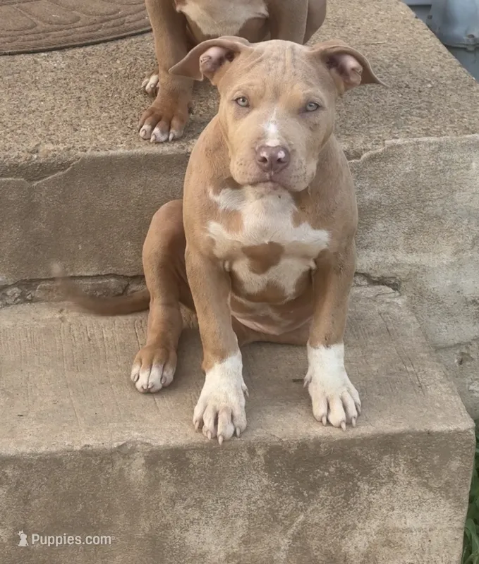 Honey Bee – American Bully puppy for sale in Newark, DE