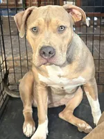Rocky, a female American Bully and American Pit Bull Terrier for sale in Newark, DE – 2 of 2