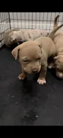 Casino, a male American Bully for sale in Newark, DE – 1 of 2