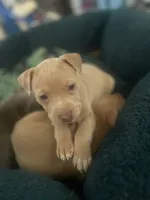 Duece, a male American Bully and American Pit Bull Terrier for sale in Newark, DE – 4 of 4