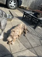 Duece, a male American Bully and American Pit Bull Terrier for sale in Newark, DE – 2 of 4