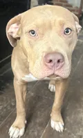 Rubi , a female American Bully and American Pit Bull Terrier for sale in Newark, DE – 2 of 2