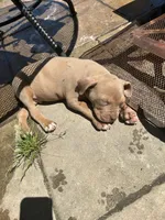Casino, a male American Bully for sale in Newark, DE – 2 of 2