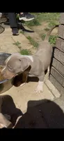 Caprice, a female American Bully for sale in Newark, DE – 1 of 2