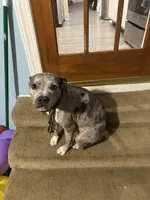 Star, a female Staffordshire Bull Terrier and American Pit Bull Terrier for sale in Newark, DE – 2 of 6