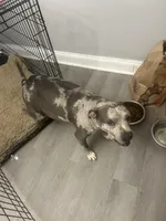 Star, a female Staffordshire Bull Terrier and American Pit Bull Terrier for sale in Newark, DE – 5 of 6