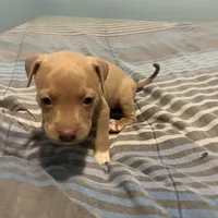 Dyamond, a female American Bully and American Pit Bull Terrier for sale in Newark, DE – Photo 4 of 7