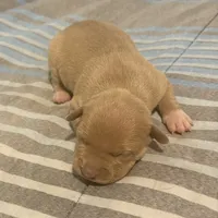 Dyamond, a female American Bully and American Pit Bull Terrier for sale in Newark, DE – Photo 3 of 7