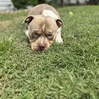 Dyamond, a female American Bully and American Pit Bull Terrier for sale in Newark, DE – Photo 5 of 7