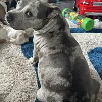 Dyamond, a female American Bully and American Pit Bull Terrier for sale in Newark, DE – Photo 7 of 7