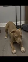Dyamond, a female American Bully and American Pit Bull Terrier for sale in Newark, DE – Photo 2 of 7