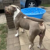 Dyamond, a female American Bully and American Pit Bull Terrier for sale in Newark, DE – Photo 6 of 7