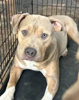 Rocky, a female American Bully and American Pit Bull Terrier for sale in Newark, DE – 1 of 2