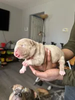Female 1, a female American Bully for sale in Newark, DE – 5 of 9