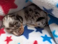 DANICA, a female Miniature Dachshund for sale in Richlands, NC – Photo 2 of 3