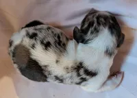 DANICA, a female Miniature Dachshund for sale in Richlands, NC – Photo 1 of 3