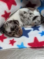 DANICA, a female Miniature Dachshund for sale in Richlands, NC – Photo 3 of 3