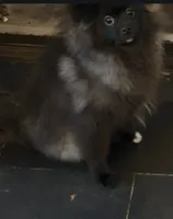 Godzilla, a male Pomeranian for sale in Glendale, CA – 2 of 2