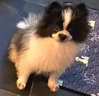 Moo Moo, a male Pomeranian for sale in Glendale, CA – 2 of 3