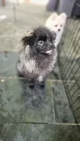 Godzilla, a male Pomeranian for sale in Glendale, CA – 4 of 4