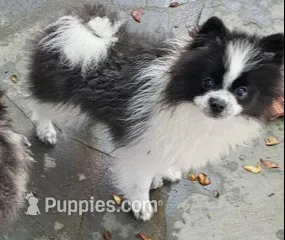 Moo Moo, a male Pomeranian for sale in Glendale, CA – 1 of 3