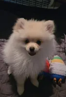 Prancer, a male Pomeranian for sale in Glendale, CA – 4 of 5