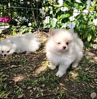 Cleo, a male Pomeranian for sale in Glendale, CA – 4 of 4