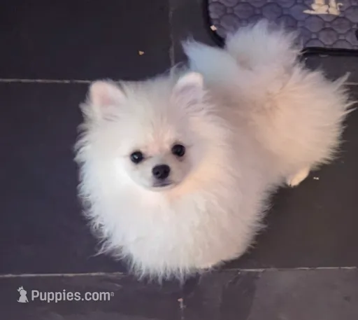 Molly – Pomeranian puppy for sale in Glendale, CA